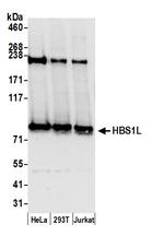 HBS1L Polyclonal Antibody