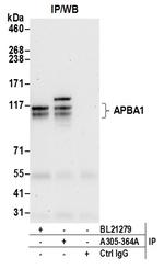 APBA1/MINT1 Polyclonal Antibody
