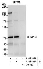 DPP3 Polyclonal Antibody