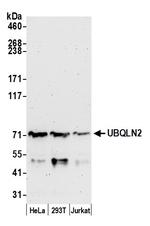 UBQLN2 Polyclonal Antibody