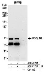 UBQLN2 Polyclonal Antibody