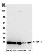 HINT1 Polyclonal Antibody