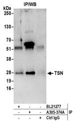 TSN Antibody in Immunoprecipitation (IP)