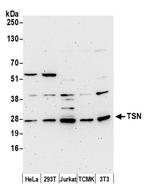 TSN Polyclonal Antibody