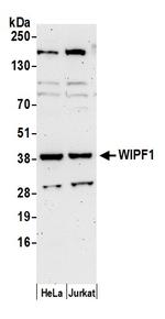WIPF1 Polyclonal Antibody