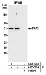 FAF2/ETEA Polyclonal Antibody