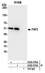 FAF2/ETEA Antibody in Immunoprecipitation (IP)