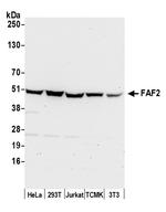 FAF2/ETEA Polyclonal Antibody