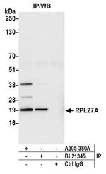 RPL27A/Ribosomal Protein L27a Antibody in Immunoprecipitation (IP)