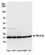 RPL27A/Ribosomal Protein L27a Antibody in Western Blot (WB)