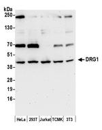 DRG1 Polyclonal Antibody