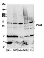 PEX1 Polyclonal Antibody