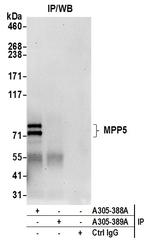 MPP5/Pals1 Polyclonal Antibody