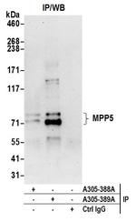 MPP5/Pals1 Antibody in Immunoprecipitation (IP)