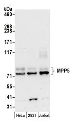 MPP5/Pals1 Polyclonal Antibody