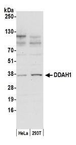 DDAH1 Polyclonal Antibody