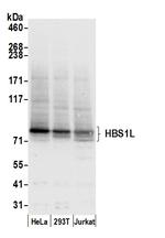 HBS1L Polyclonal Antibody