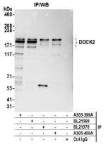 DOCK2 Polyclonal Antibody