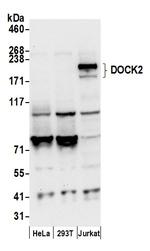 DOCK2 Polyclonal Antibody