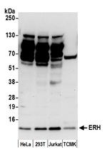 ERH Antibody in Western Blot (WB)