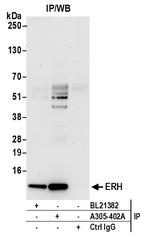 ERH Polyclonal Antibody