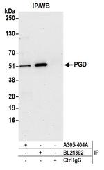 PGD Antibody in Immunoprecipitation (IP)