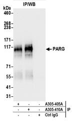 PARG Polyclonal Antibody