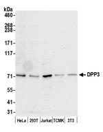 DPP3 Antibody in Western Blot (WB)