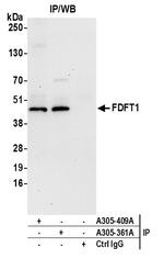 FDFT1 Polyclonal Antibody