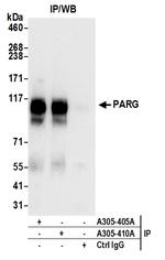 PARG Polyclonal Antibody