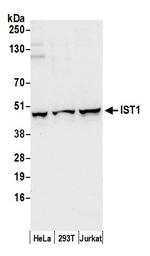 IST1/OLC1 Polyclonal Antibody