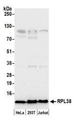 RPL38/Ribosomal Protein L38 Polyclonal Antibody