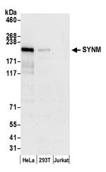 SYNM Polyclonal Antibody
