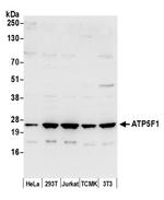 ATP5F1 Polyclonal Antibody