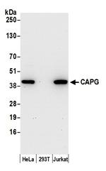 CAPG Polyclonal Antibody