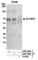 SLC30A1/ZNT1 Polyclonal Antibody