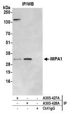 IMPA1 Polyclonal Antibody
