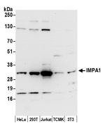 IMPA1 Polyclonal Antibody