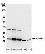 NDUFB6 Polyclonal Antibody
