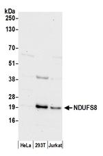 NDUFS8 Polyclonal Antibody