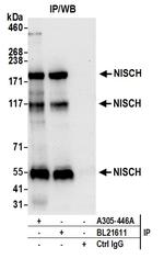 NISCH Polyclonal Antibody