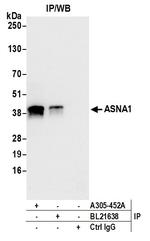 ASNA1 Antibody in Immunoprecipitation (IP)