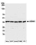 ASNA1 Polyclonal Antibody