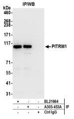 PITRM1 Antibody in Immunoprecipitation (IP)