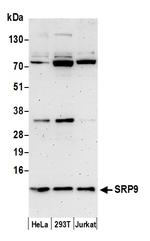 SRP9 Polyclonal Antibody