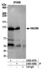 HAUS6 Antibody in Immunoprecipitation (IP)