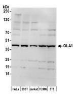 OLA1 Polyclonal Antibody