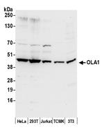OLA1 Polyclonal Antibody