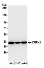 CMPK1 Polyclonal Antibody
