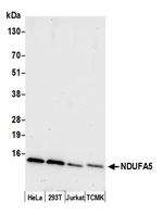 NDUFA5 Polyclonal Antibody